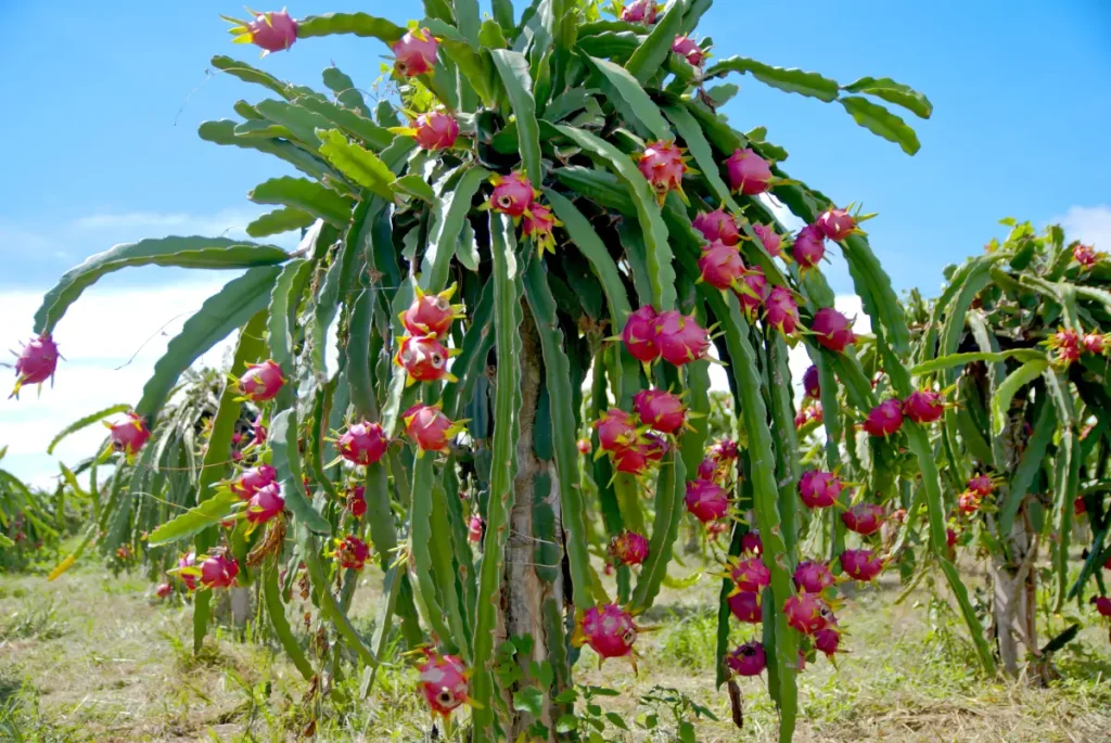 Cultivo de Pitahaya