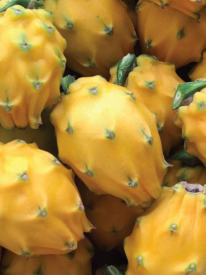 Pitahaya Amarilla