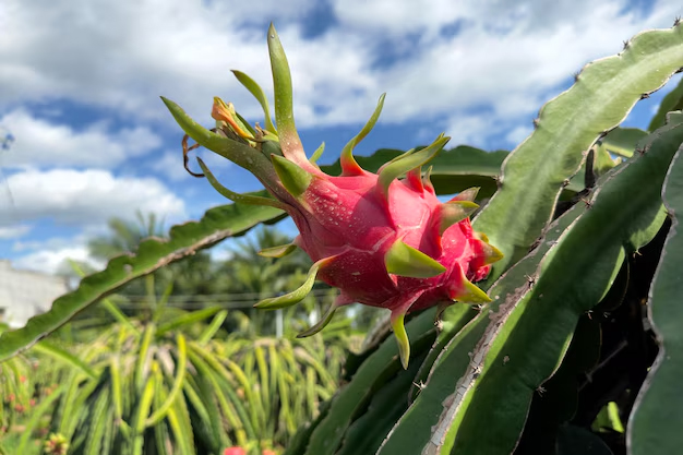 Pitahaya Ecuador Exportación