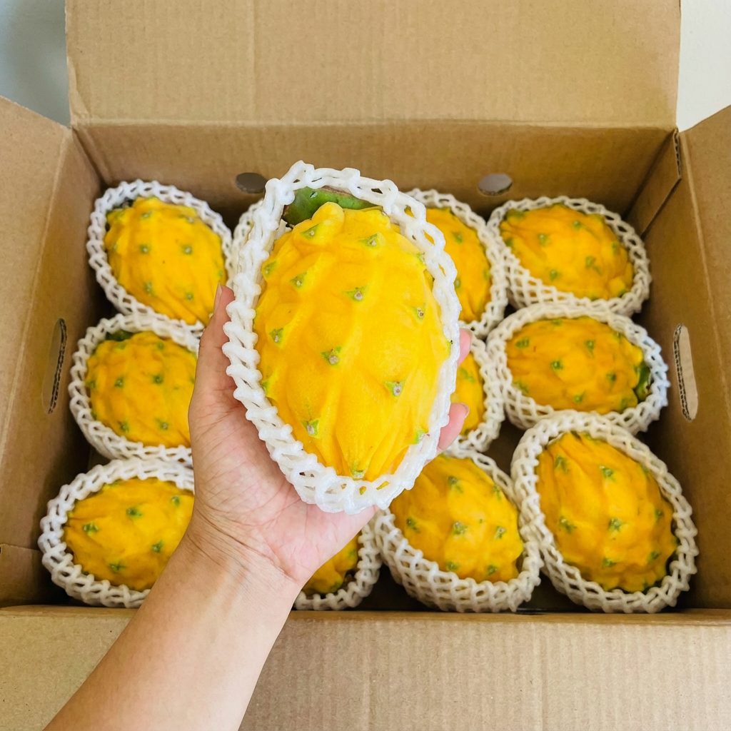 Proceso de secado de cacao